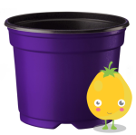 Medium Pots - Purple