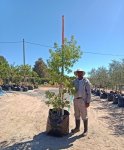Heteropyxis Natalensis Lavender Tree 125LT