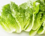 Lettuce Green Frilly 120G P
