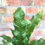 Crocodile Fern - In 12CM Nursery Pot Smaller Plant