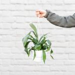 Staghorn Fern - Large - In 20CM Nursery Pot