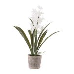 White Cymbidium In Cement Pot