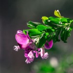 Polygala Fruticosa 4LT