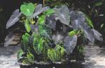 Colocasia Black Magic Seedlings - 3 Plug Plants
