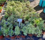 Blue Potato Bush Variegated 17CM Pot