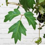 Grape Ivy - 16.5CM Nursery Pot