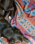 Fido Dog Blanket