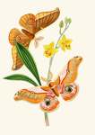 The Cabinet Of Oriental Entomology Pl Xxi 1848 Art Print - A0