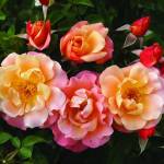 Rose Deloitte And Touch 5LT