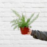 Katstert Asparagus Fern