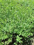 Asystacia Gangetica 3 Litres