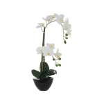 Potted White Orchid