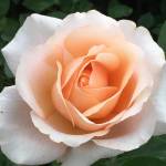 Rose Clocolan 5LT