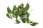 Monstera Siltepecana Seedlings - 3 Plug Plants
