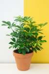 Umbrella Plant - 20CM Green