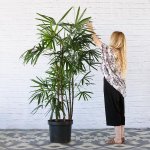 Broadleaf Lady Palm - Extra Large - 40CM Nursery Pot