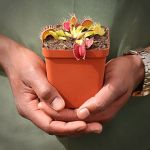 Venus Fly Trap 'harlequin.' Special Import. - Dormant Plant. 12CM Plastic Container.