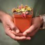 Venus Fly Trap 'harlequin.' Special Import. - Dormant Plant. 12CM Plastic Container.
