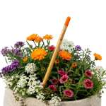 Flower Seed Pencil