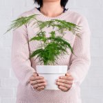 LaCie Lace Fern - In 12CM Nursery Pot