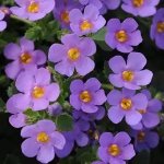 Bacopa ‘megacopa’ Blue 15CM Pot