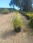 Pony Tail Palm 20LT