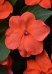 Impatiens Beacon Salmon Seed - 5000 Coated Seed
