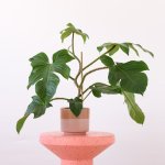 Philodendron - Red Bristle - In 16CM Pastille Melon Planter