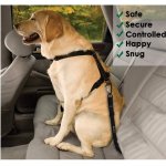 Doggy Seatbelt - Bungee Strap