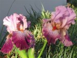 Bearded Iris Panama Hattie