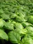 Basil Sweet Genovese Seed - 20 G Raw Seed