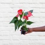 Anthurium - MINI - Pink - 9CM Nursery Pot