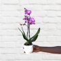 Moth Orchid - MINI - Copper And Cerise Pink - 9CM Nursery Pot 2 Stems