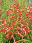 Erica Cruenta 15CM Pot