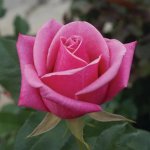 Hestrie Hybrid Tea Rose 5LT
