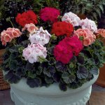 Geranium Bulls Eye Mix Seed - 5 Coated Seed