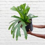 Staghorn Fern - Superbum - Extra Large - 30CM Nursery Pot