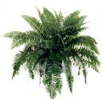 Fern Macho Nephrolepis Seedlings - 3 Plug Plants