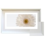 Gerbera Close-up 1 Framed Print 1315 X 805