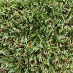Buffalo Grass Stenotaphrum Secundatum 200 Plug Tray
