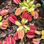 Venus Fly Trap 'periscope.' Special Import. - Dormant Plant. 12CM Plastic Container.