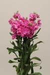 Stocks Katz Bright Rose - 1000 Raw Seed