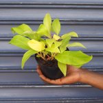 Philodendron - Golden Emerald - In 14CM Nursery Pot