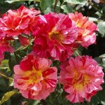 Edgar Degas Climbing Rose 5LT