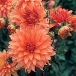 Dahlia Dinner Plate – “otto’s Thrill” Bulbs