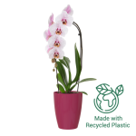 Fiji Orchid Pot - 12.5CM White