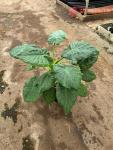 Alocasia Rubra 30CM Pot