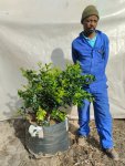 Murraya Exotica Orange Jasmine 70LT