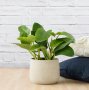 Philodendron - Emerald Green - In Concrete Helia Planter