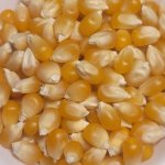 Biggi Popcorn Seeds 1KG